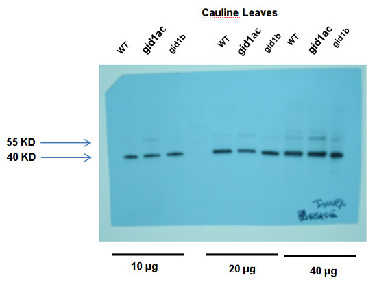 western blot detection using anti-GID1c antibodies